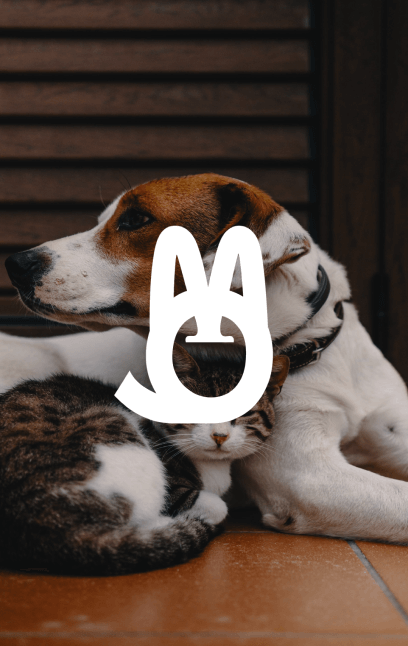 Conoce nuestro proyecto Mascorios, Branding y Creación de contenido