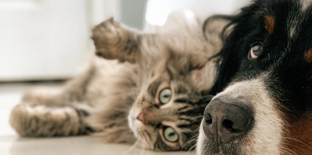 Mascorios 1 Imagen Destacada